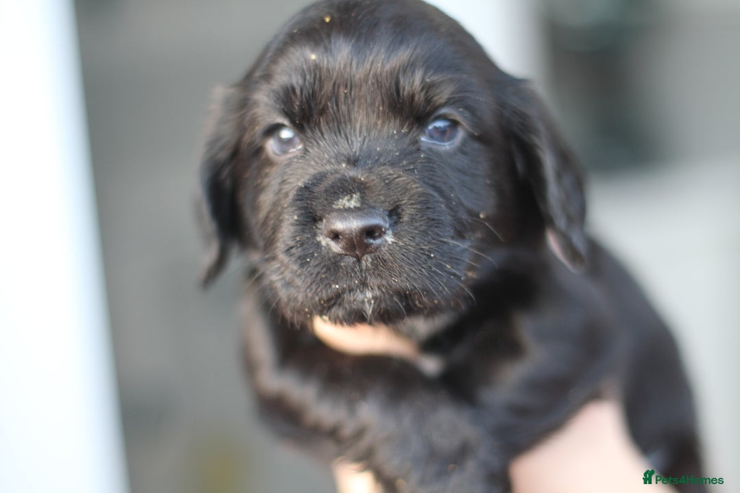 Cocker Spaniel dogs for sale: Cocker spaniels - Image 2