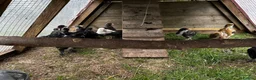 Chickens poultry for sale: 3 week old chicks in Eastbourne - Advert 2