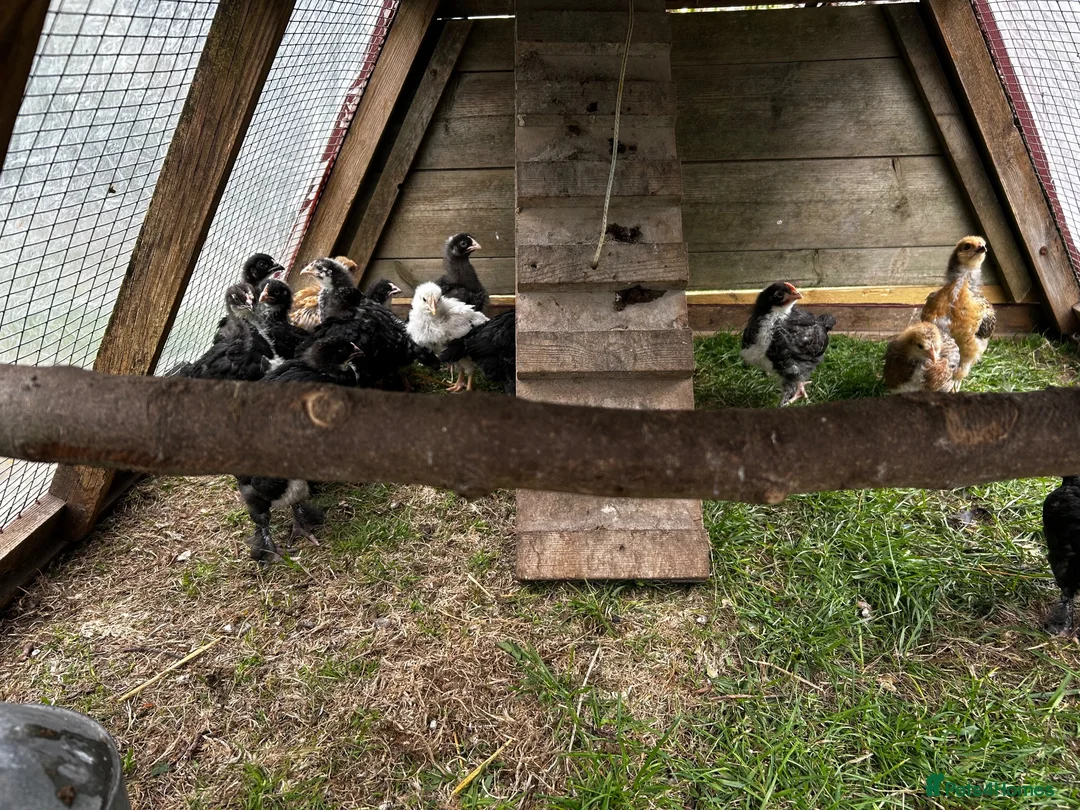 Chickens poultry for sale: 3 week old chicks in Eastbourne - Advert 2