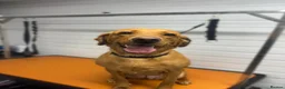Labrador Retriever dogs for sale: 2 Year old Female Labrador - Advert 4
