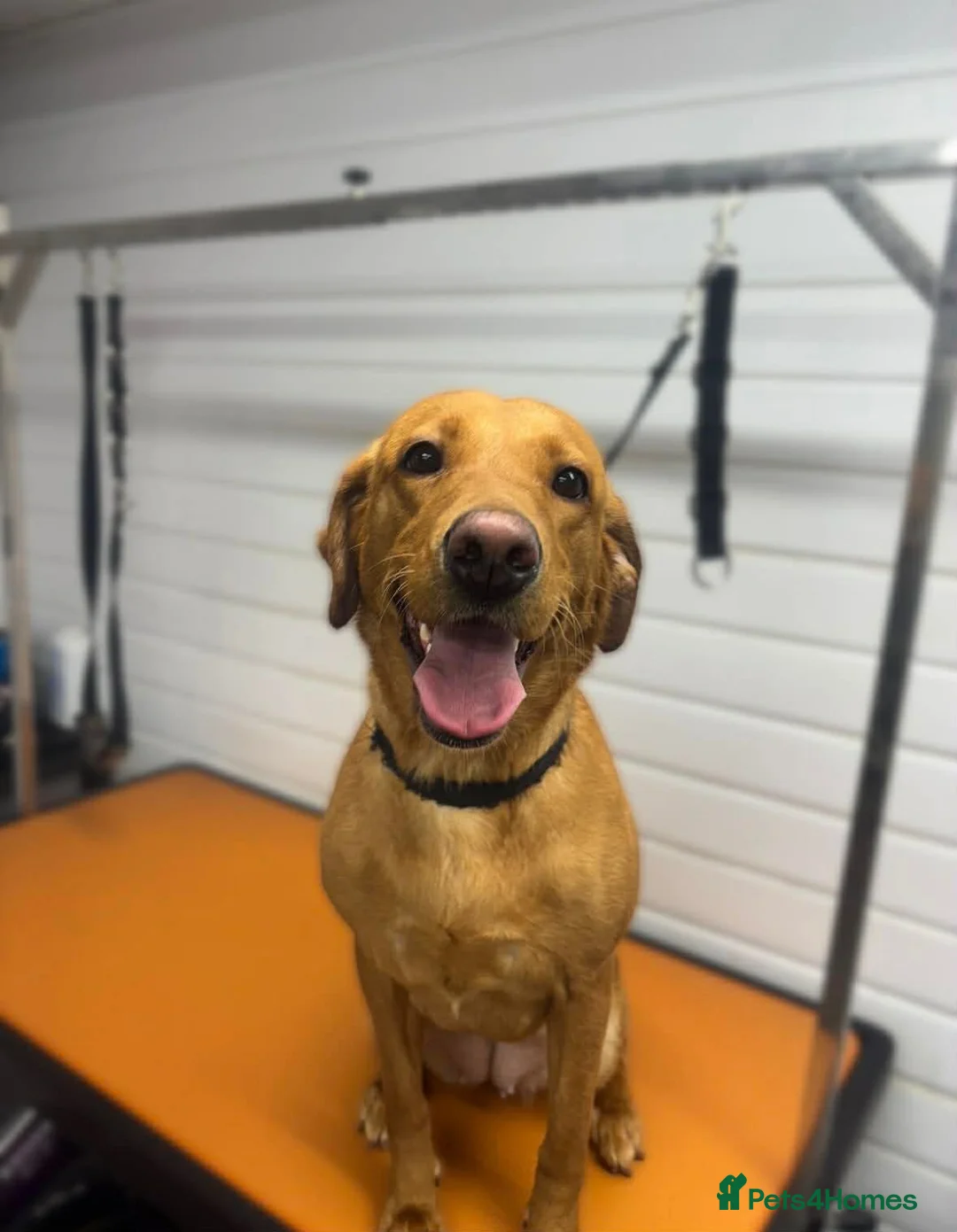 Labrador Retriever dogs for sale: 2 Year old Female Labrador - Advert 4