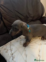 Dachshund dogs Beautiful rainbow 🌈🌈 litter 💙🩷 - Advert 1