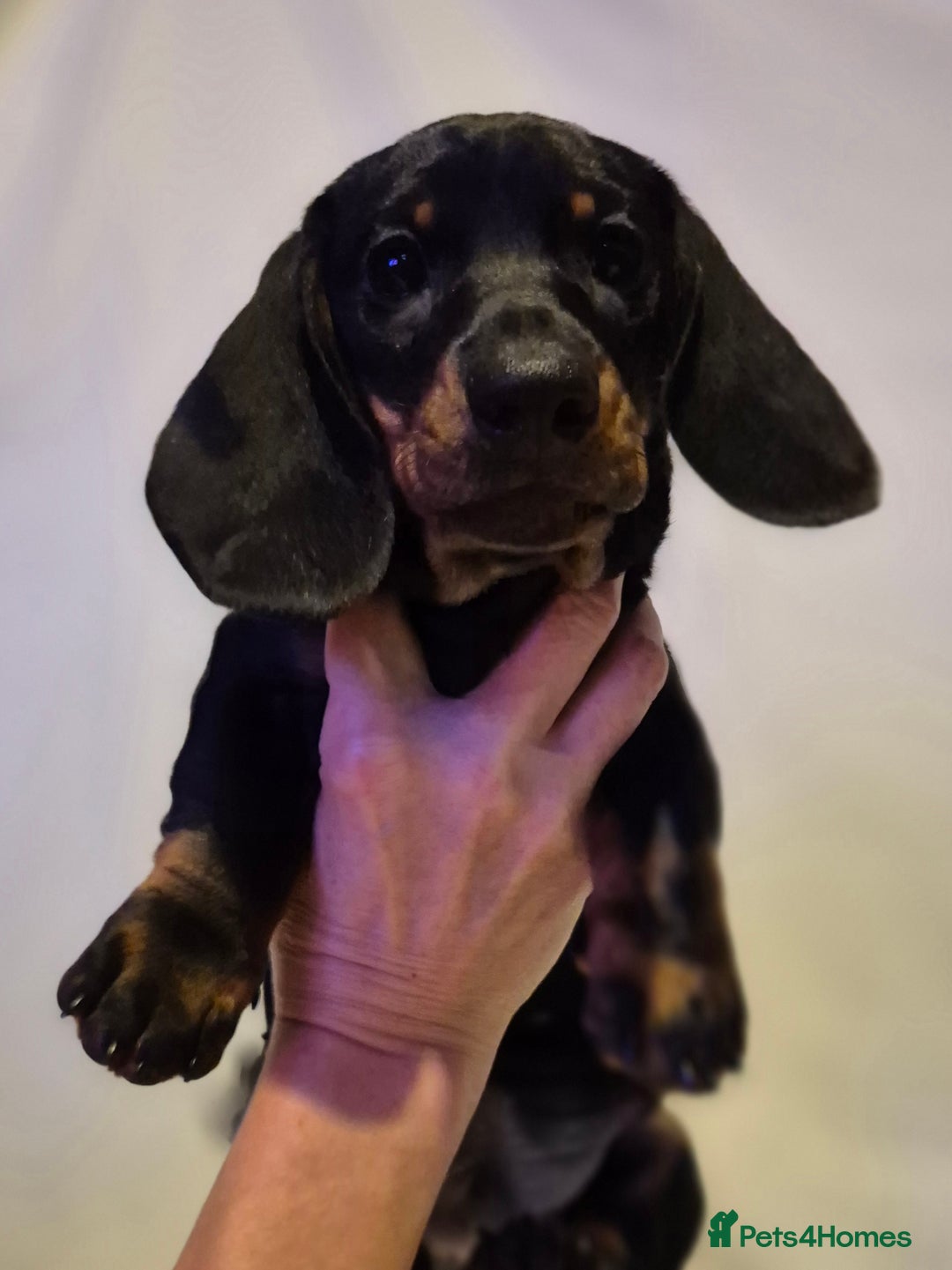 Dachshund dogs for sale: Smooth-haried standard dachshunds - Advert 6