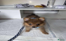 Pomeranian dogs for sale: Pomerian  - Image 2