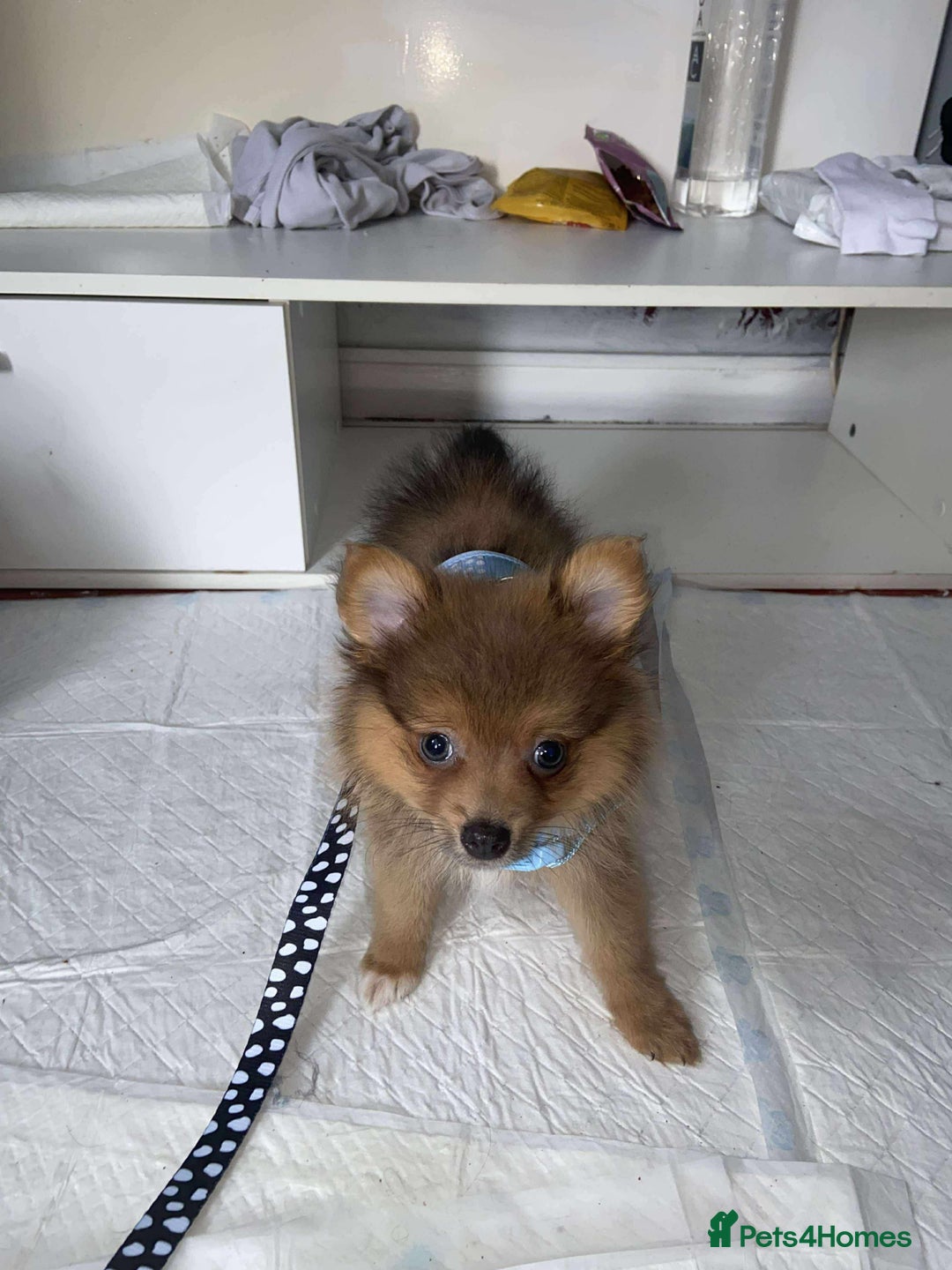 Pomeranian dogs for sale: Pomerian  - Image 2