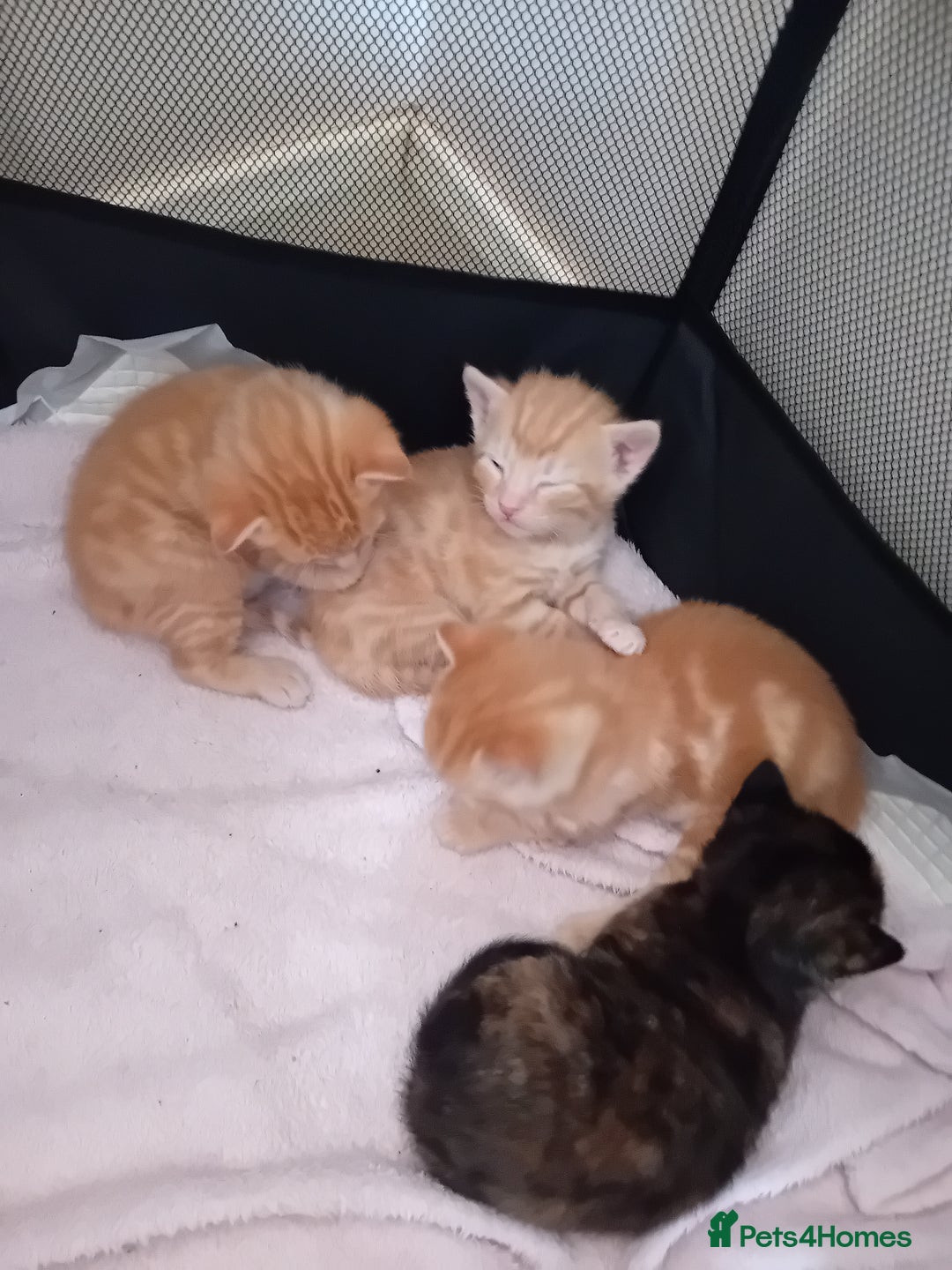 Mixed Breed cats for sale: Two male ginger kittens - Image 6