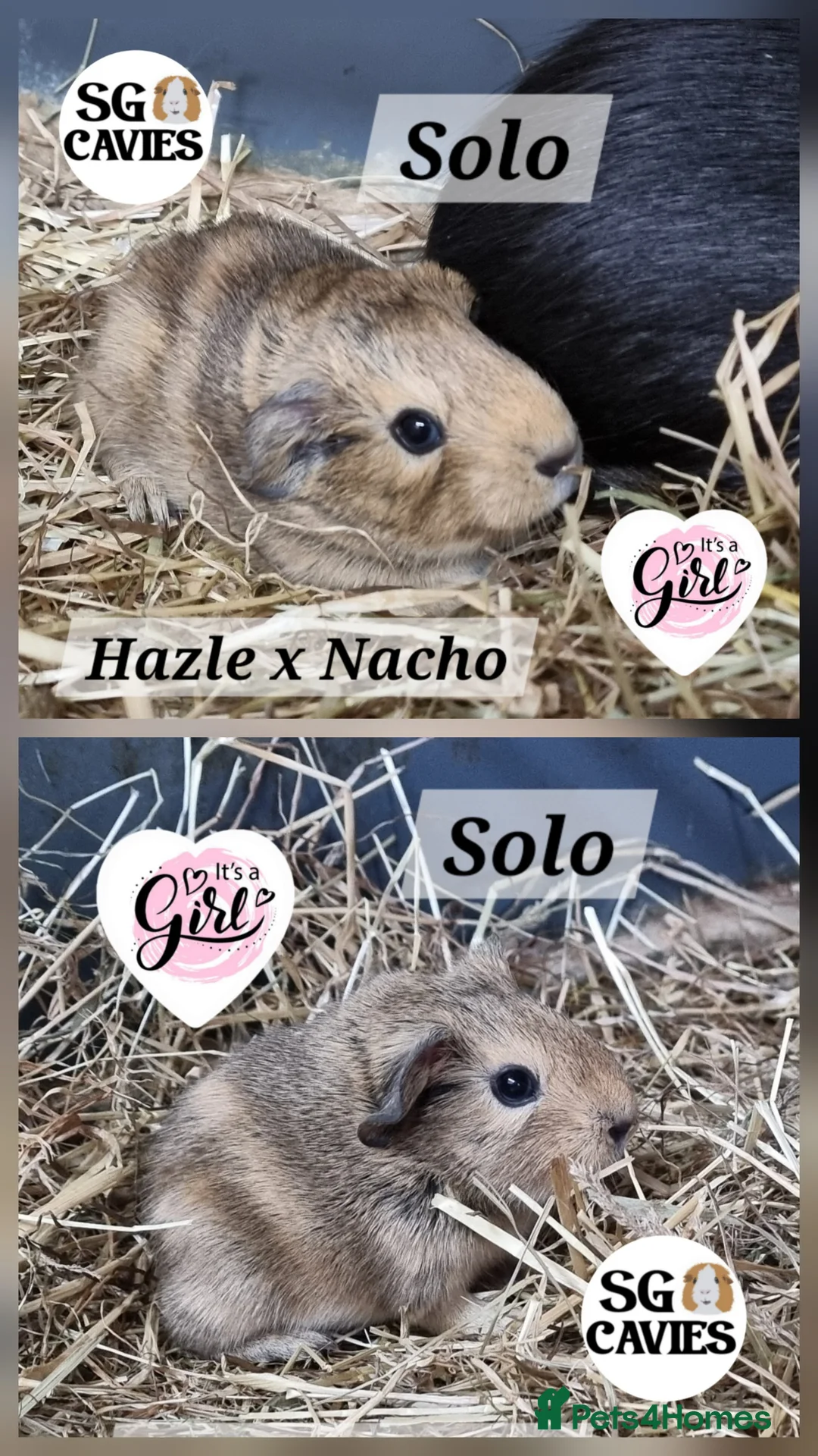 Guinea Pig rodents for sale: 2 beautiful baby guinea pigs for sale  - Advert 1