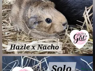 Guinea Pig rodents 2 beautiful baby guinea pigs for sale - Advert 2