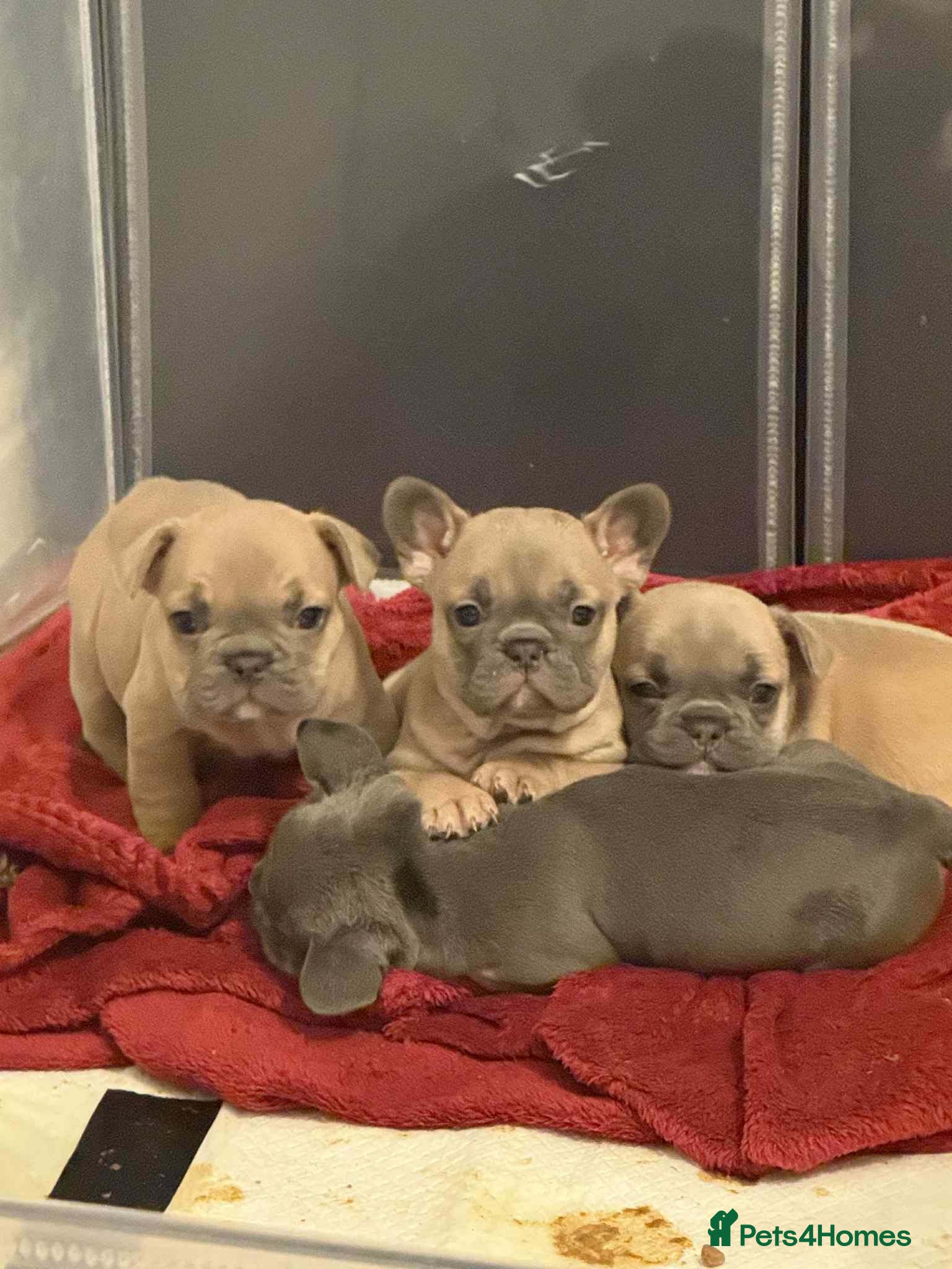 French Bulldog dogs French bulldog  - Advert 3