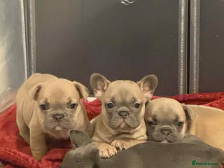 French Bulldog dogs French bulldog - Advert 11