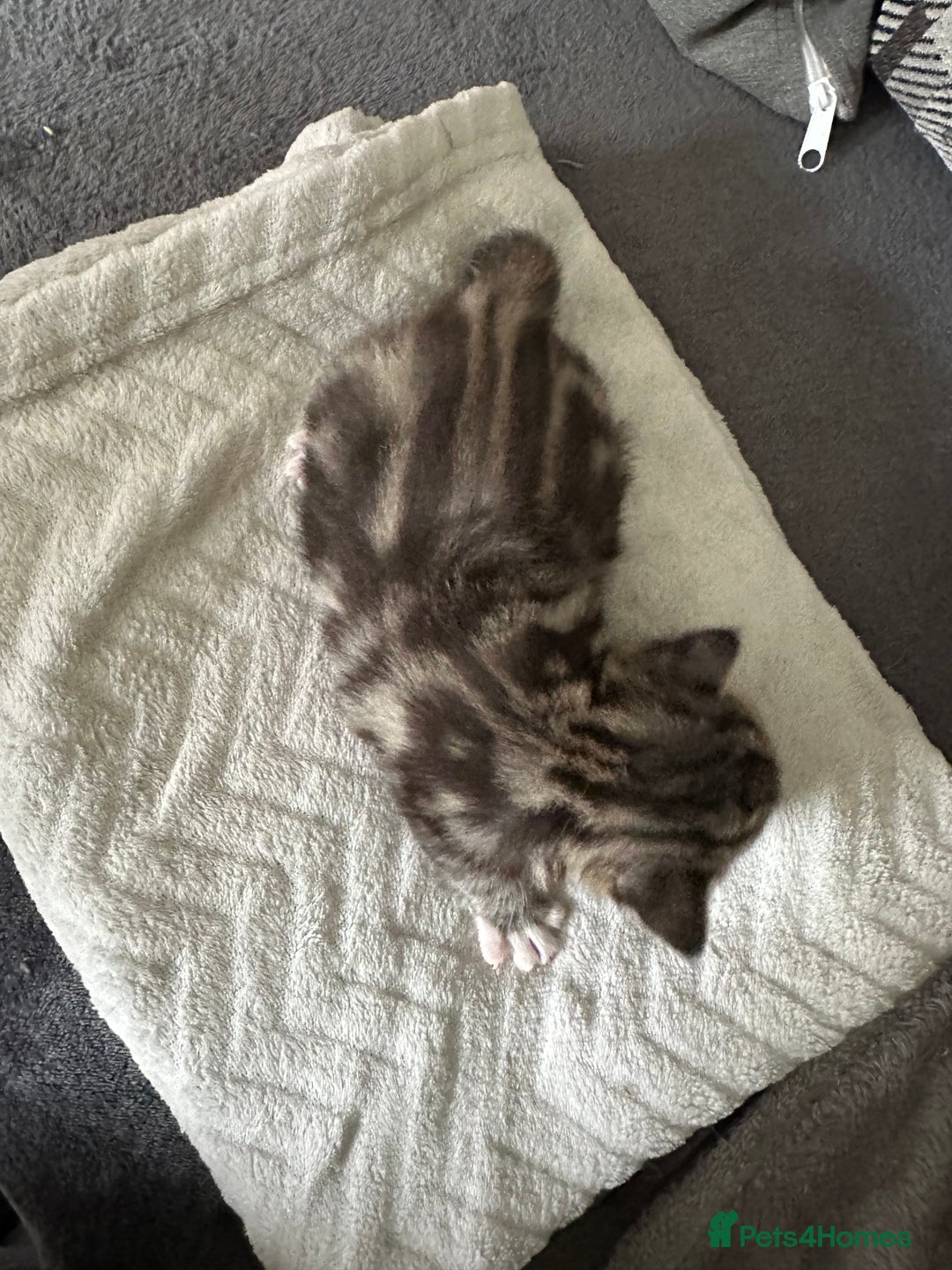 Mixed Breed cats for sale: Beautiful kittens  - Image 16