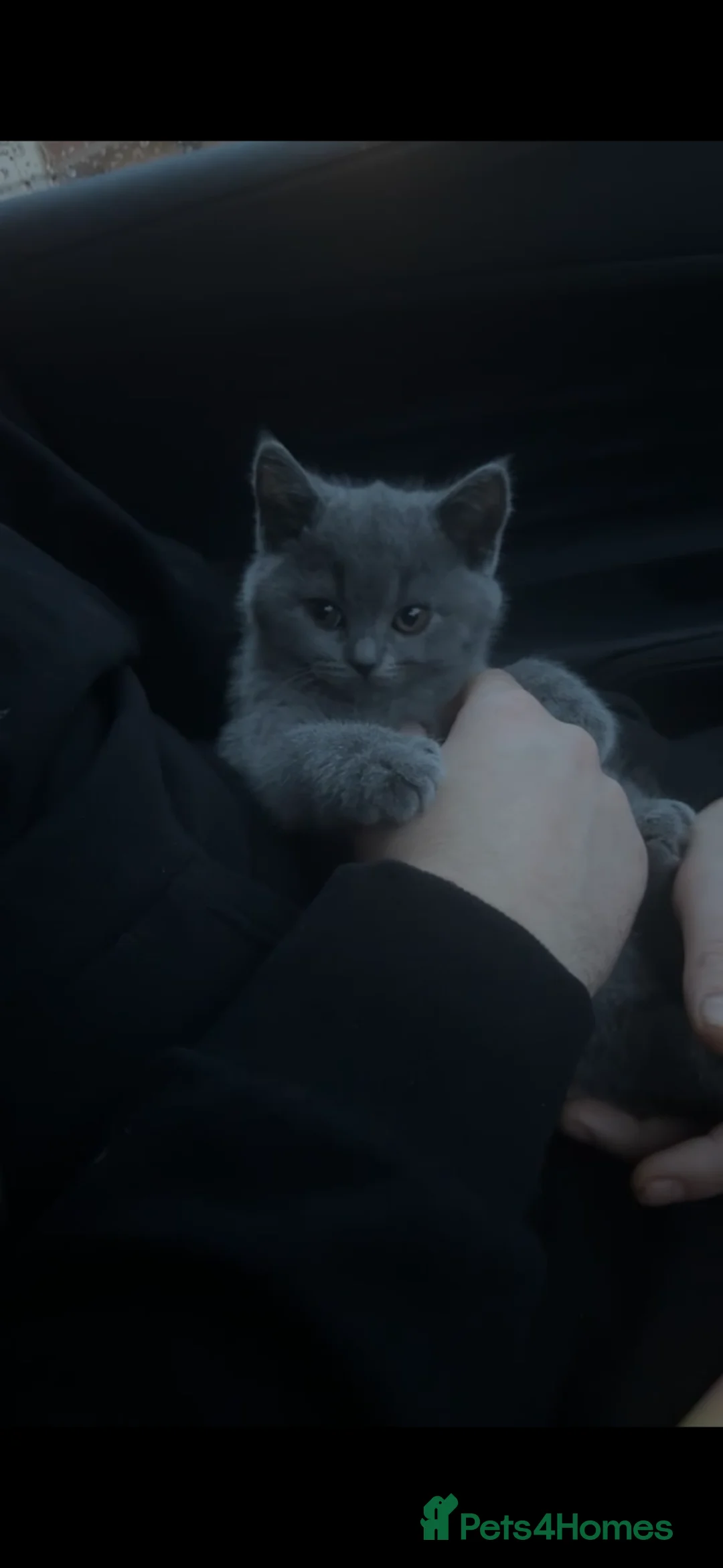 British Shorthair cats for sale: British shorthair kittens  - Advert 2