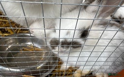 English Lop rabbits for sale: Lop eared bunnies - Image 2