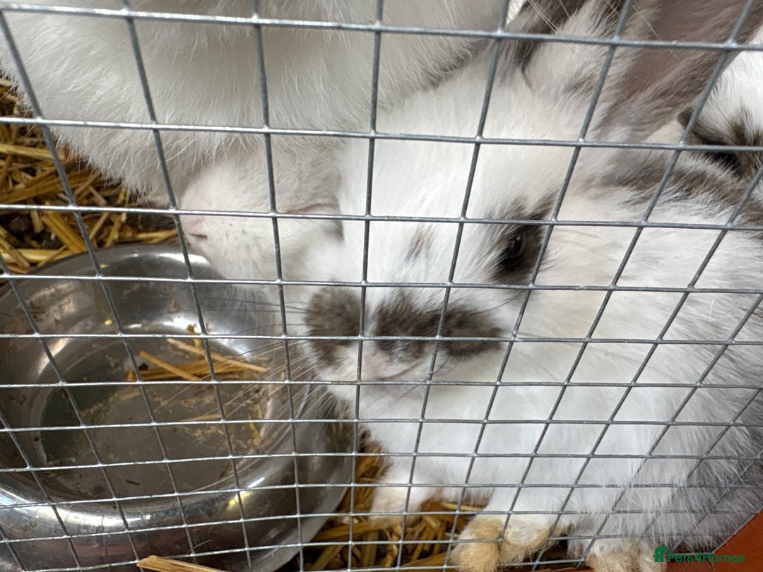 English Lop rabbits for sale: Lop eared bunnies - Image 2