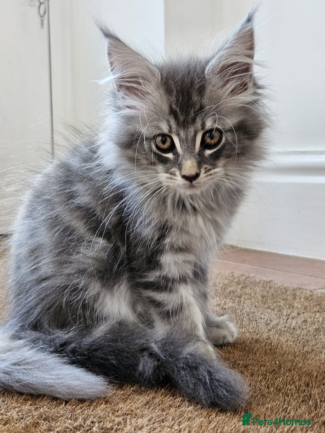 Maine Coon cats for sale: XL Maine Coon kittens - Image 15