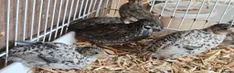 Quail poultry for sale: Chinese Painted Button Quail Groups  - Advert 2