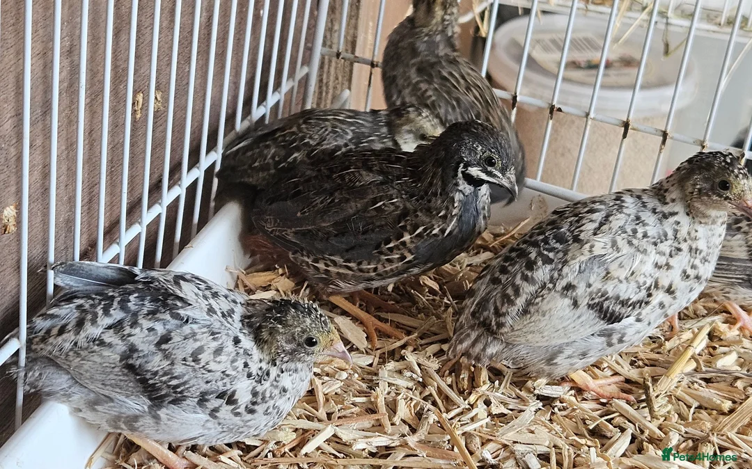 Quail poultry for sale: Chinese Painted Button Quail Groups  - Advert 2