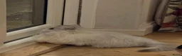 Munchkin cats for sale: 2 munchkin kittens  - Advert 1