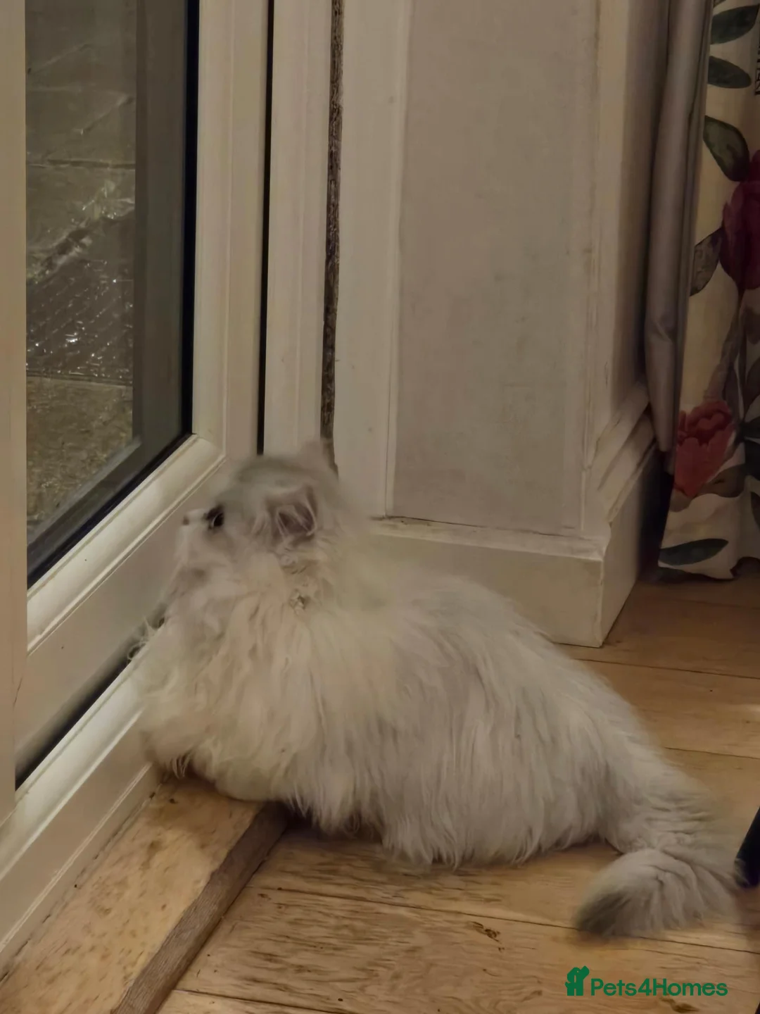 Munchkin cats for sale: 2 munchkin kittens  - Advert 1