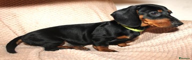 Dachshund Puppy 6