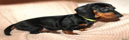 Dachshund dogs for sale: Beautiful standard dachshund litter   - Advert 15