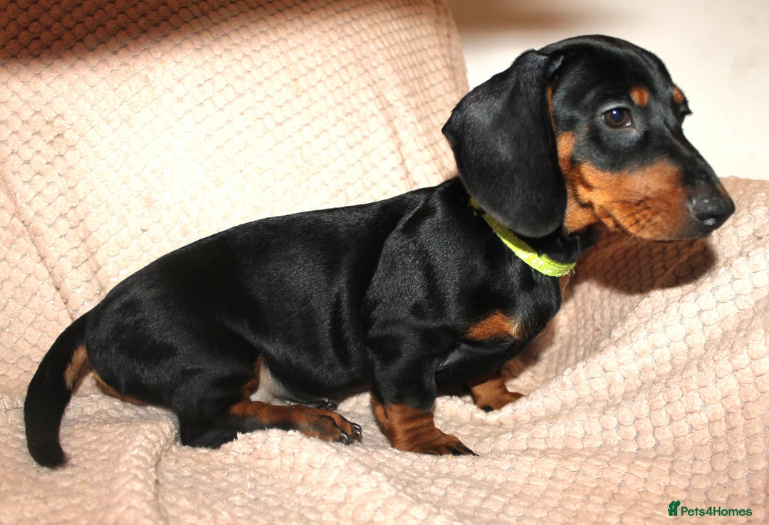 Dachshund dogs for sale: Beautiful standard dachshund litter   - Advert 15