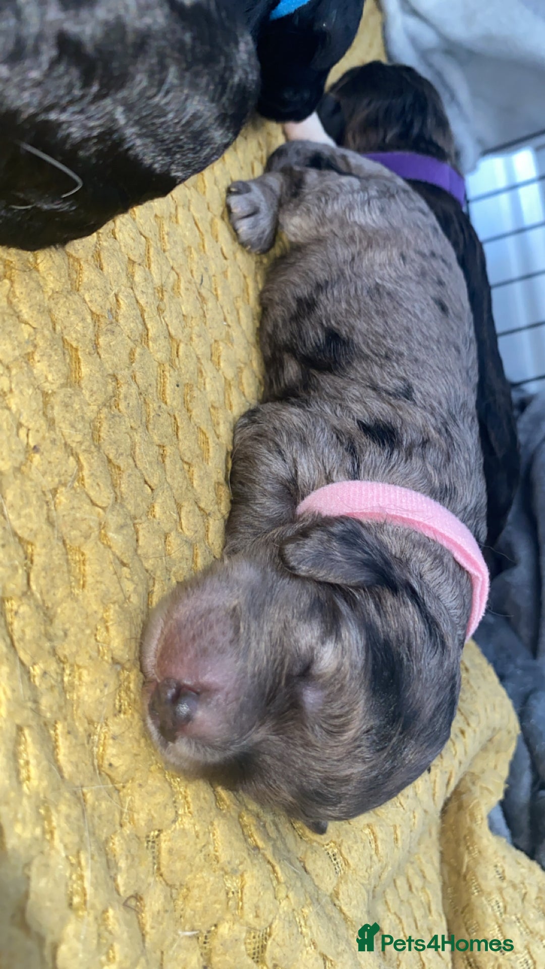 Cockapoo dogs for sale: Stunning Cockapoos - Image 14