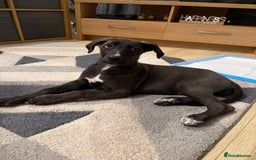 Mixed Breed dogs for sale: German shepherd X Great Dane  - Image 6