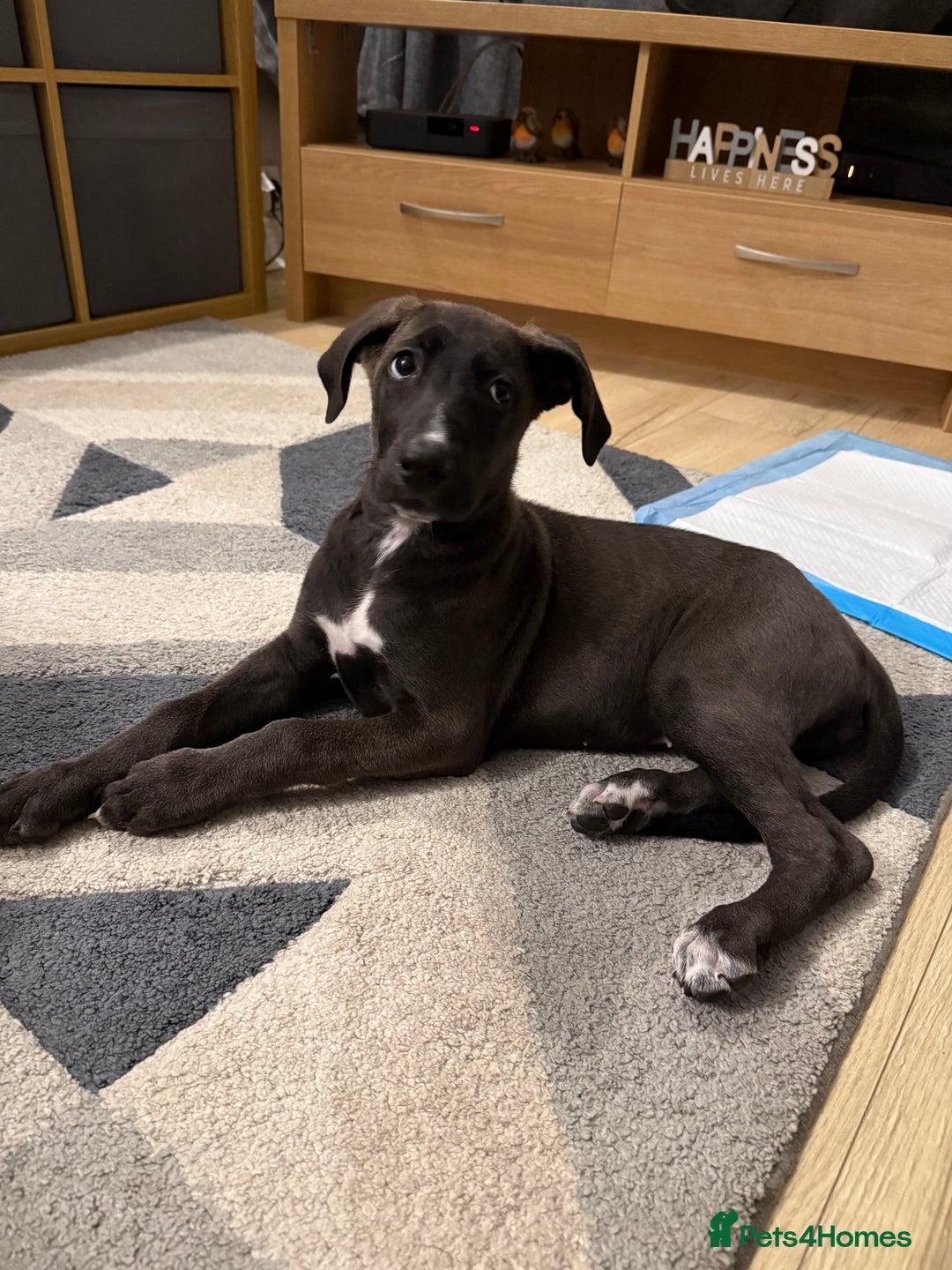 Mixed Breed dogs for sale: German shepherd X Great Dane  - Image 6