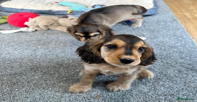 Cocker Spaniel dogs - Advert 13