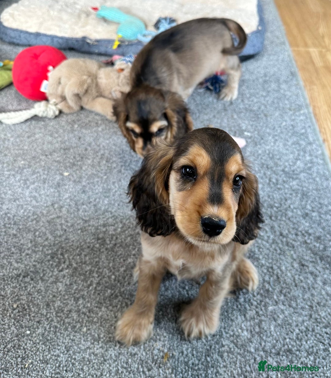 Cocker Spaniel dogs for sale: Handsome boys - Image 3