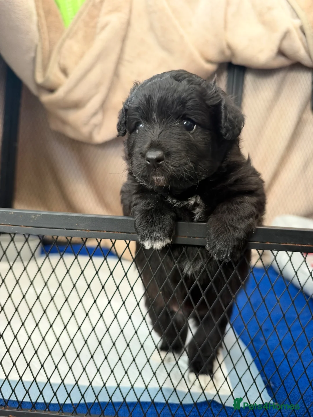 Mixed Breed dogs for sale: Pomapoo puppy  - Advert 2