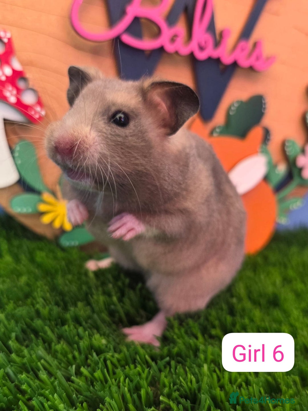 Hamster rodents for sale: Syrian Hamster Babies Males Females Pedigree  - Advert 8