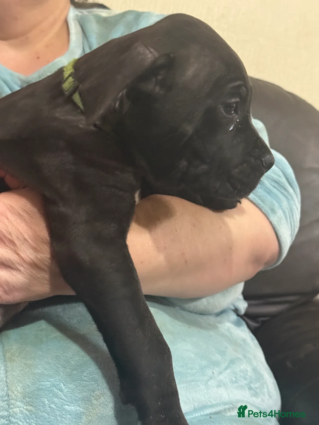 Mixed Breed dogs for sale: Cane corso cross puppies - Advert 4