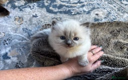 Ragdoll cats for sale: Ragdoll - Pedigree  - Image 17