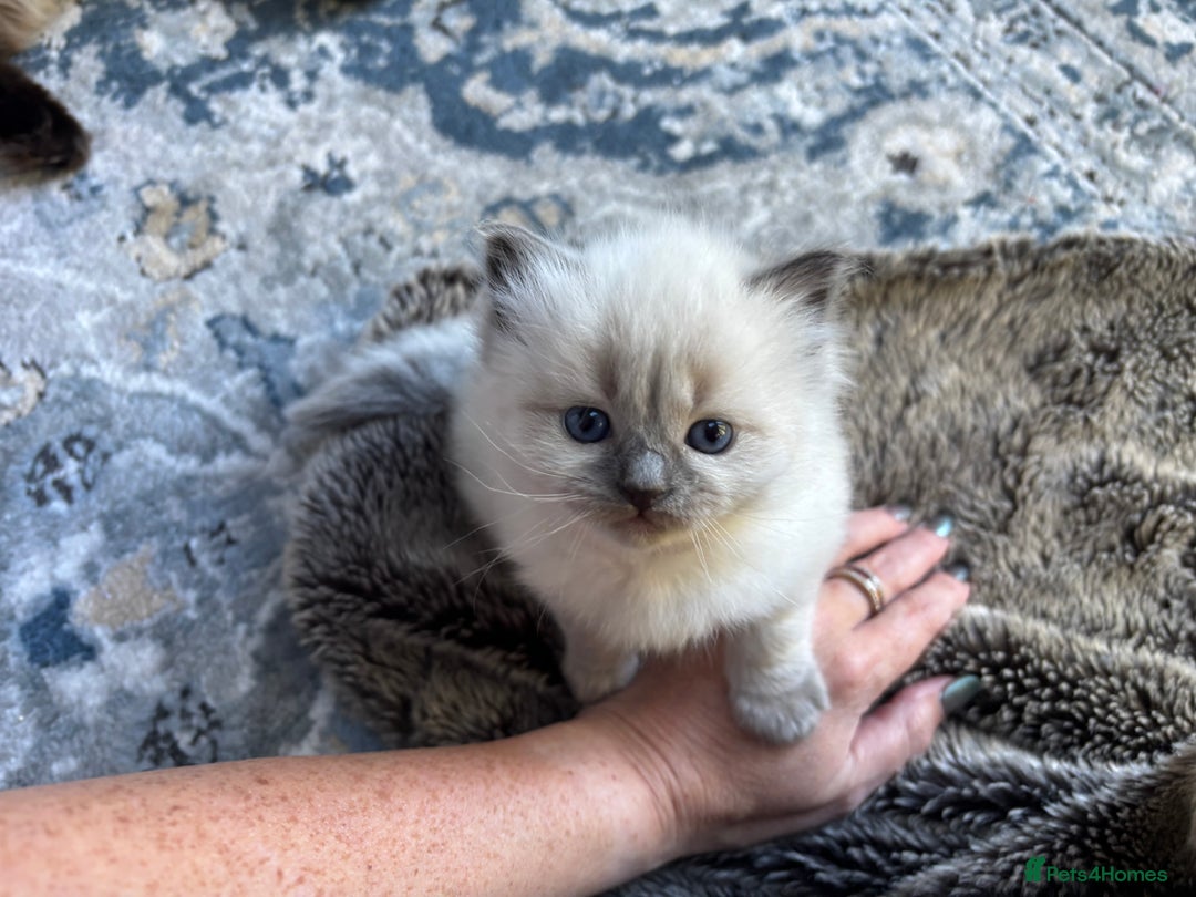 Ragdoll cats for sale: Ragdoll - Pedigree  - Image 17