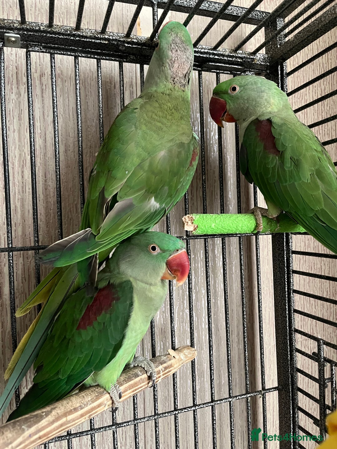 Parakeets birds for sale: Alexandrines for sale - Image 6