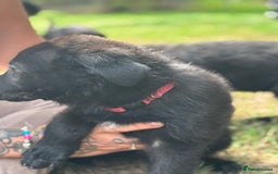 German Shepherd dogs for sale: German shepherd puppies ready to leave now - Image 13