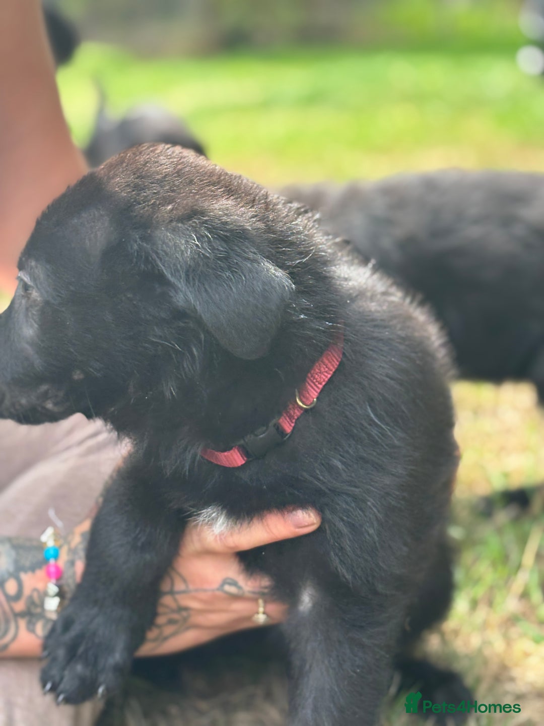German Shepherd dogs for sale: German shepherd puppies ready to leave now - Image 13