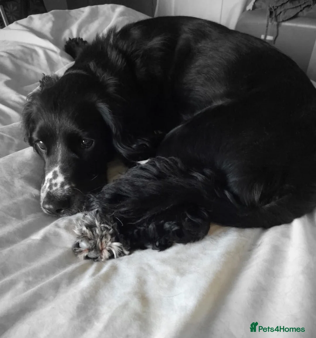Sprocker dogs for sale: Heidi  - Advert 2