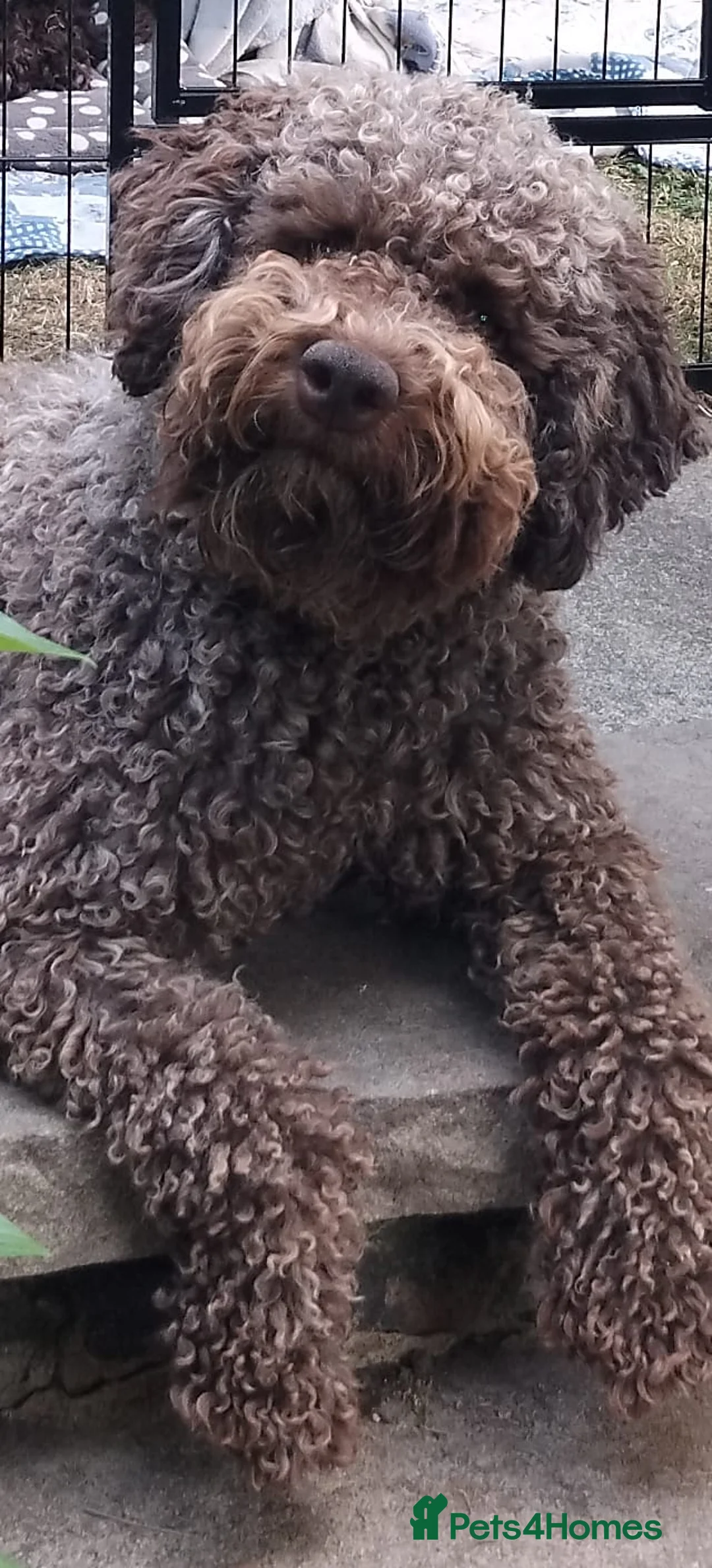 Lagotto Romagnolo dogs for sale: Kc lagotto romagnolo puppies - Advert 2