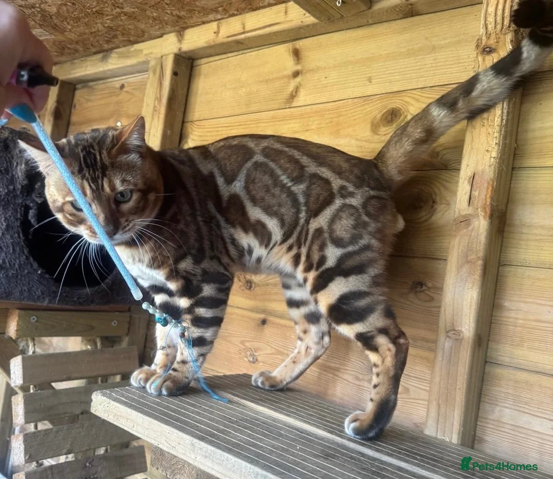 Bengal cats for sale: Stunning boy - Advert 1