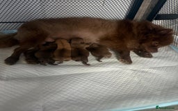 Pomchi dogs for sale: Fluffy Tiny Pomchi Puppies.🥰😍🤗 - Image 16