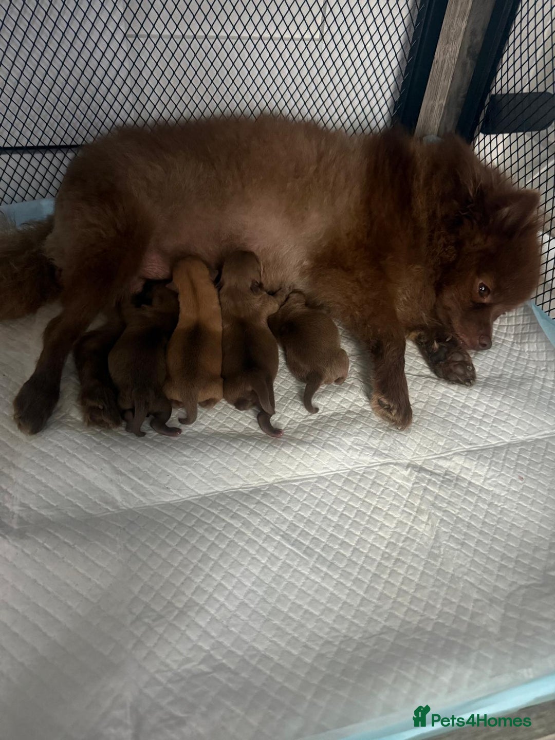 Pomchi dogs for sale: Fluffy Tiny Pomchi Puppies.🥰😍🤗 - Image 16