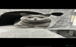 British Shorthair cats for sale: Rehoming needed urgently!  - Image 3