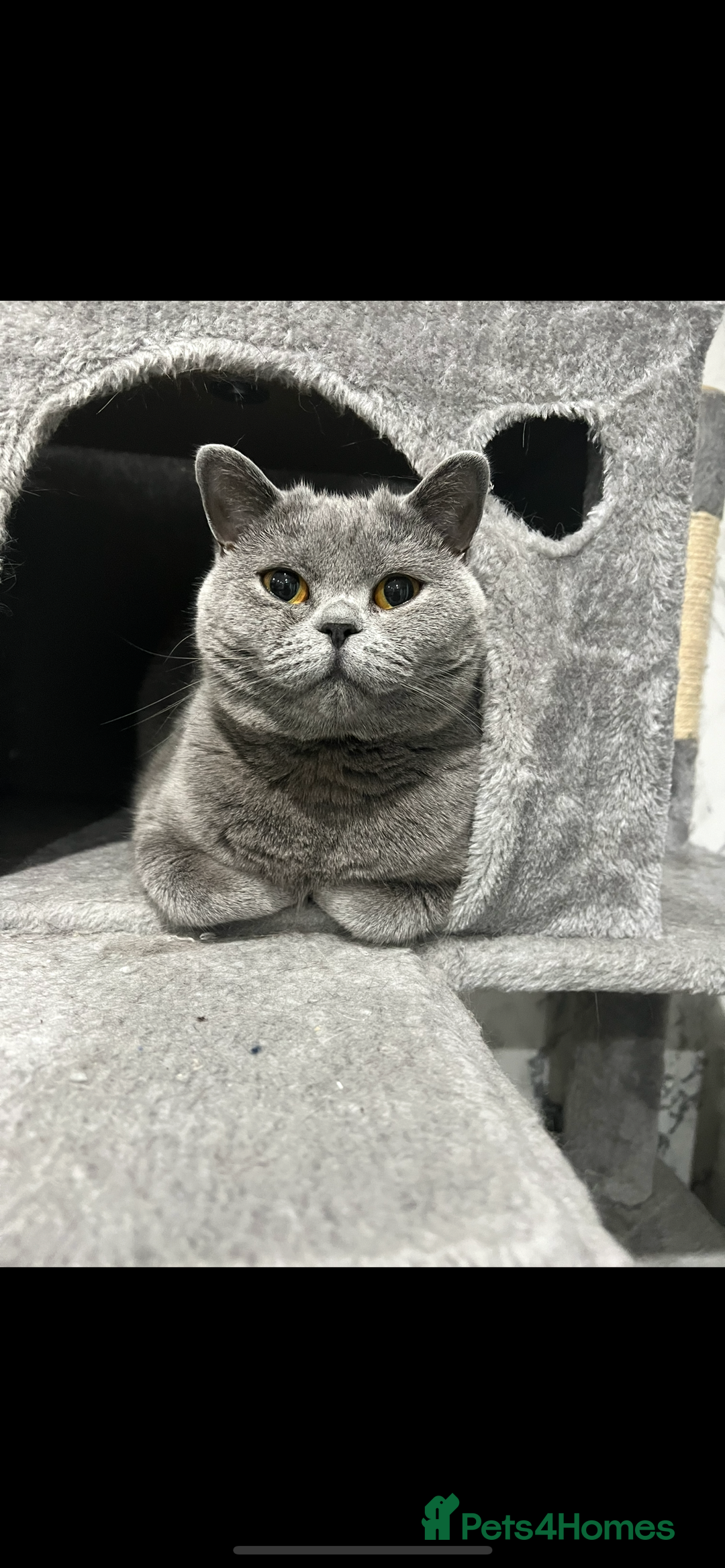 British Shorthair cats for sale: Rehoming needed urgently!  - Image 3
