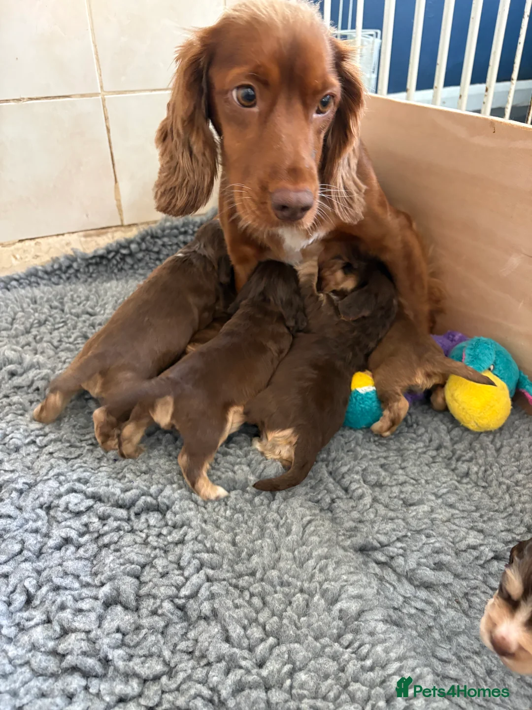 Cocker Spaniel dogs for sale: Chocolate sable cocker spaniels  - Advert 1