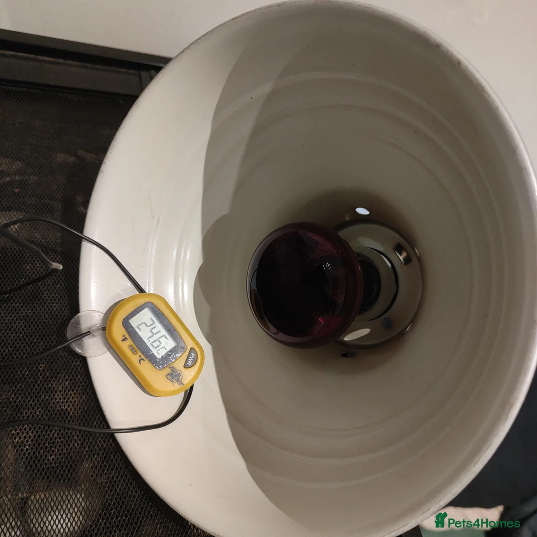 Leopard Gecko reptiles for sale: 🦎 Leopard Gecko in London - Advert 1