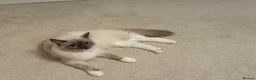 Ragdoll cats for sale: Pair of gorgeous, affectionate ragdoll cats in Glasgow - Advert 8