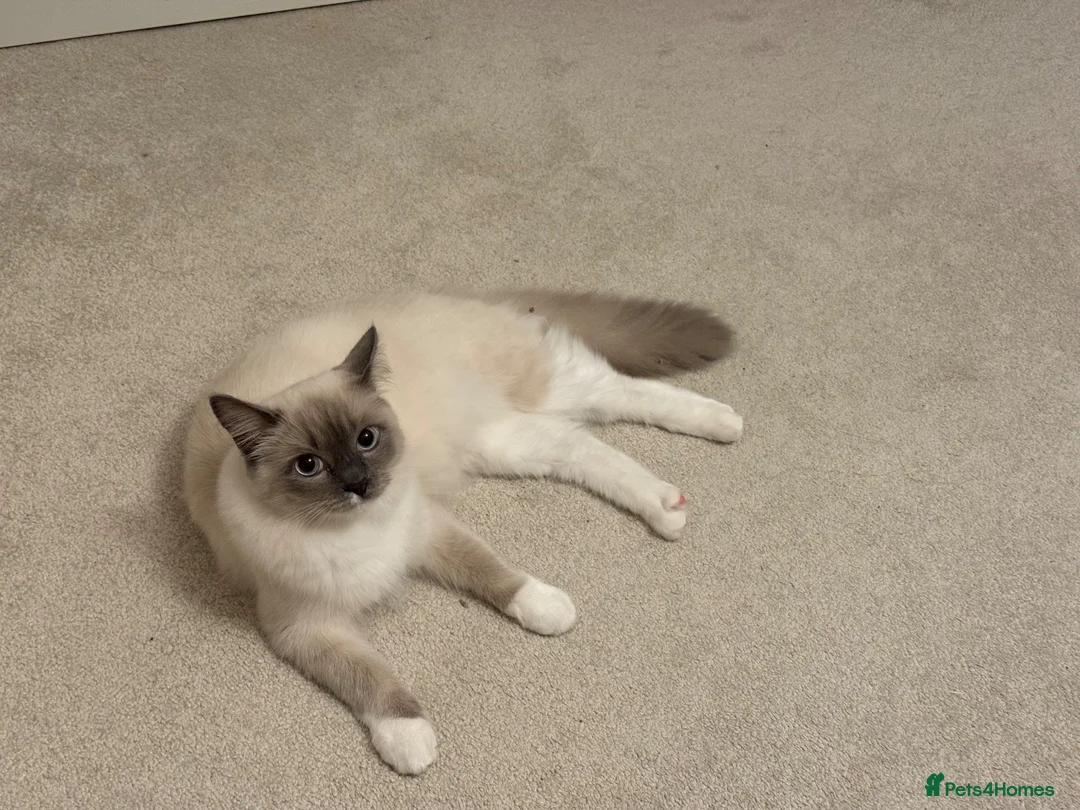 Ragdoll cats for sale: Pair of gorgeous, affectionate ragdoll cats in Glasgow - Advert 8